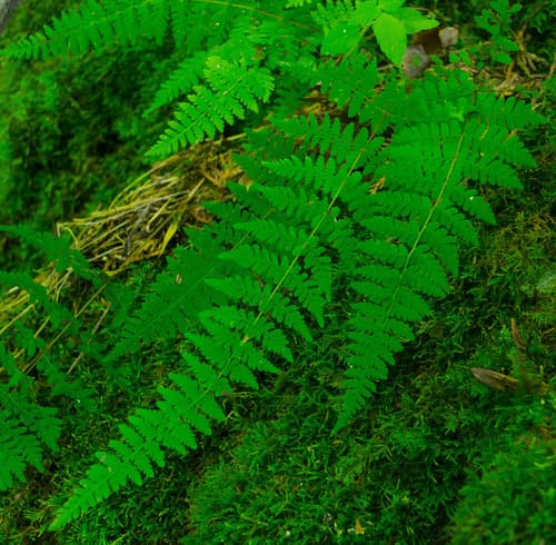 Bulblet Fern