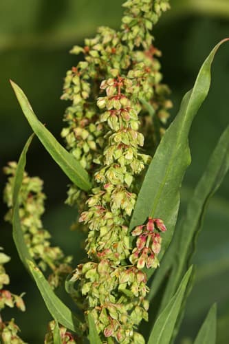 Willow Dock