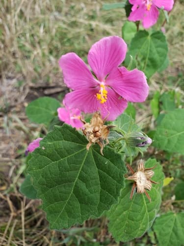 Rose pavonia
