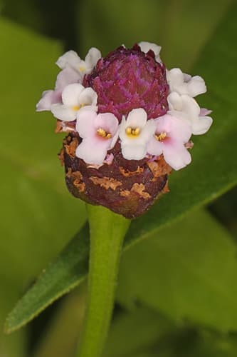 Lanceleaf Frogfruit