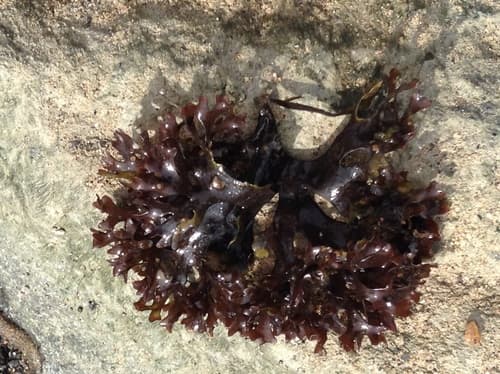 Irish Moss