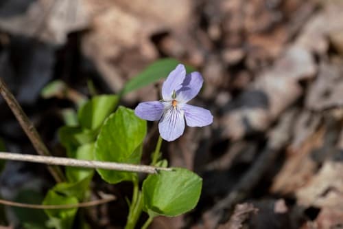 Labrador Violet