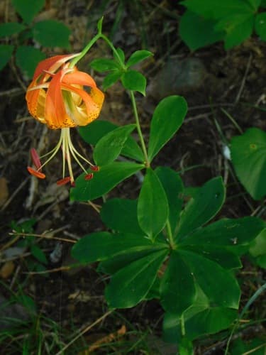 Carolina Lily