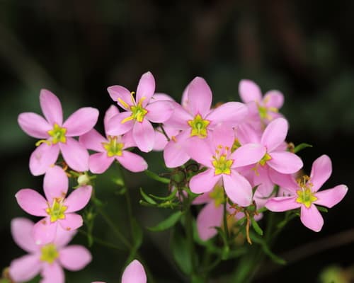 Rosepink