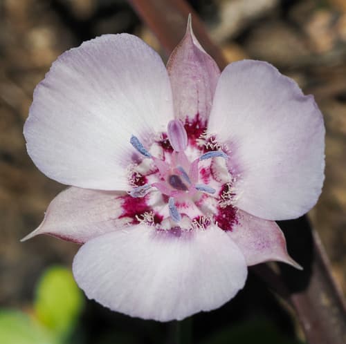 Oakland mariposa lily