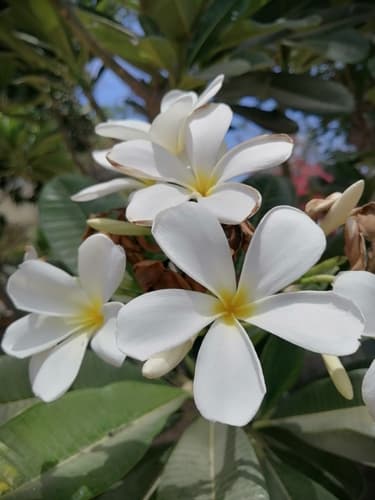 Singapore graveyard flower