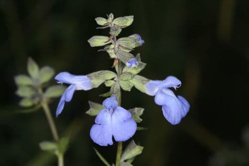 Giant Blue Sage