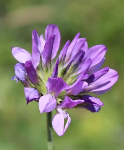Arabian Pea