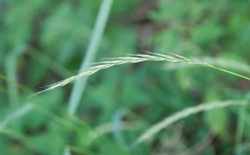 Bearded Wild Rye