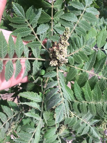 Tanner's sumac