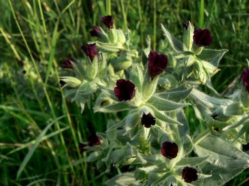 Brown Monkwort