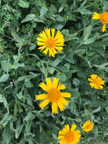 Huisache Daisy