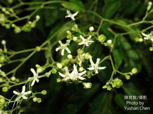 Mayflower Glorybower