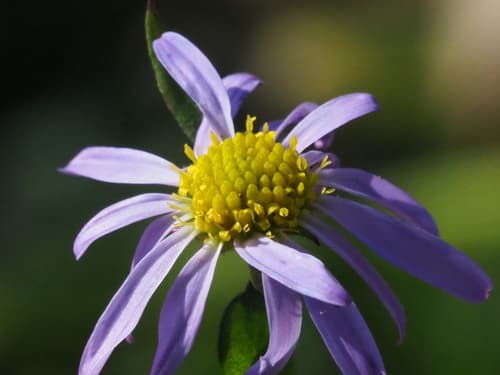Aster indicus Flower