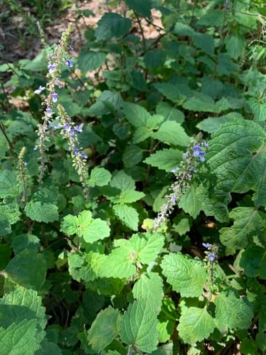 Little Spurflower