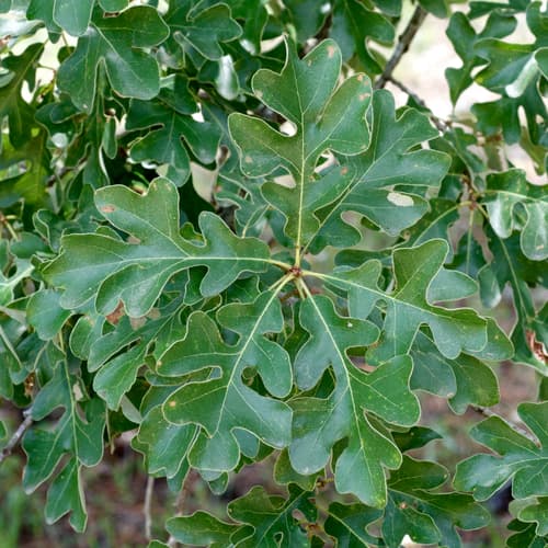 Sand Post Oak Bonsai