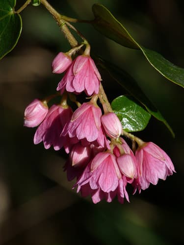 Vallea stipularis