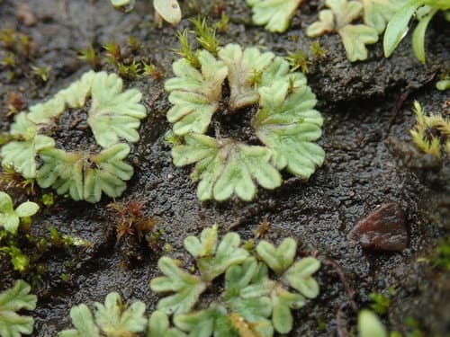 Common Crystalwort