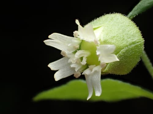 Berry Catchfly