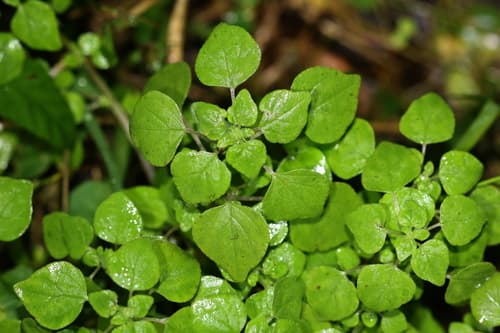 Florida Pellitory