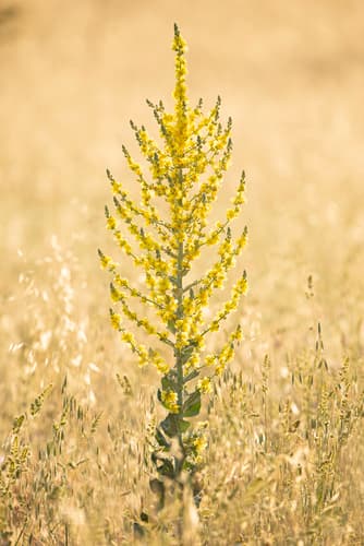 Hoary Mullein