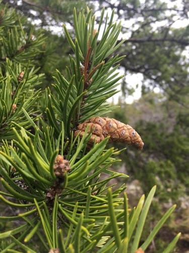 Jack Pine Bonsai
