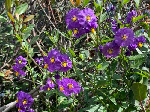 Parish's nightshade