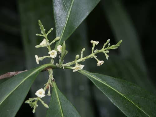 American olive