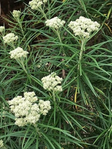 Shiny Cassinia