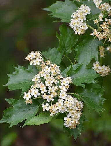 Wild Service-tree