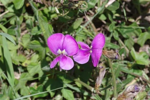 Cowpea Specimen