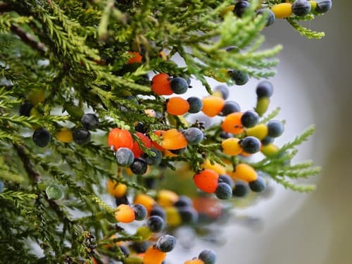 Kahikatea Bonsai