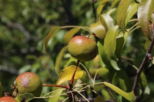 Iberian Wild Pear Tree