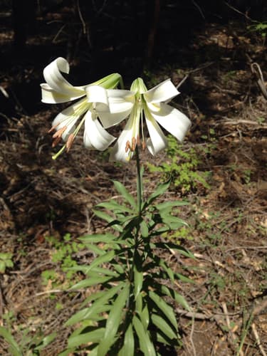 Washington Lily
