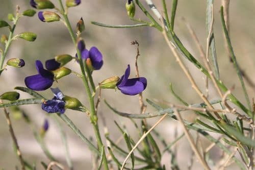 indigo-bush