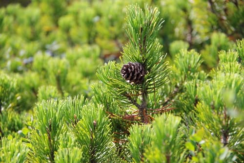 Mountain Pine Bonsai