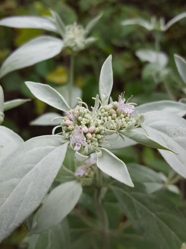 Whiteleaf Mountain Mint
