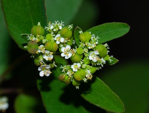 Graceful Spurge