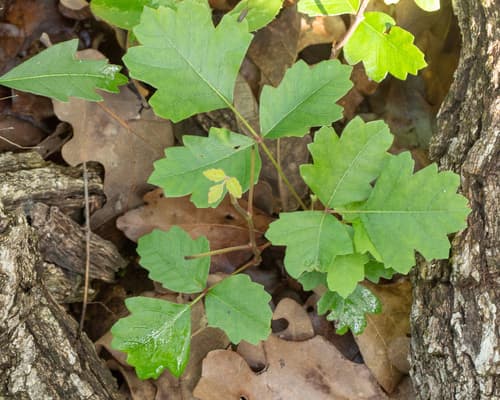 Atlantic Poison Oak Bonsai