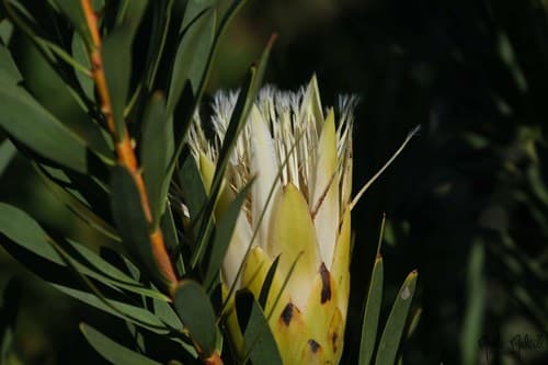 Common Sugarbush