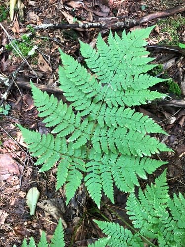 Spreading Wood Fern