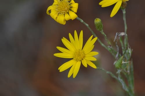 Tracy's Silkgrass