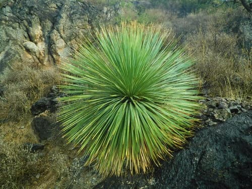 Wheeler sotol