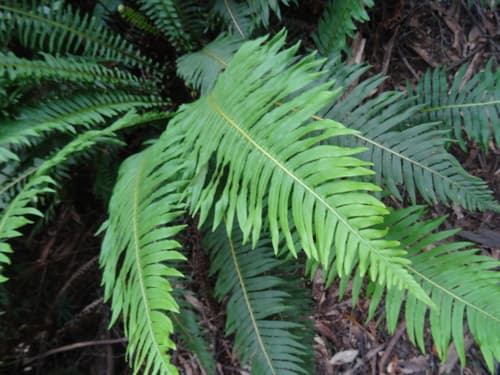 Fishbone Water-fern