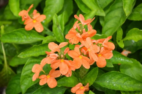 Firecracker-flower Bonsai