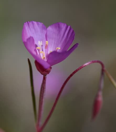 Slender Clarkia Flower