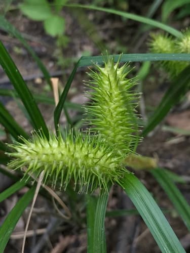 Sallow Sedge