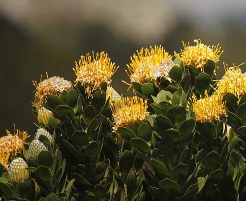 tree pincushion