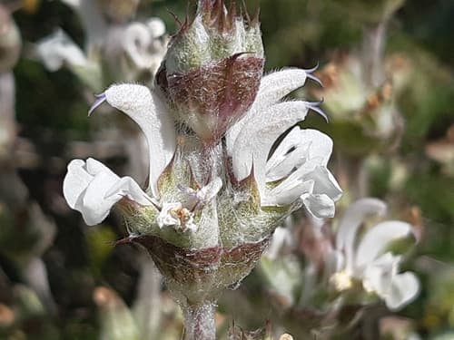 Mediterranean Sage
