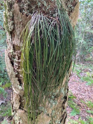 Shoestring Fern